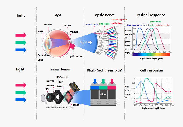 Figure. 1 Comparison between Human Eyes and <strong>CIS</strong>  Response System.png